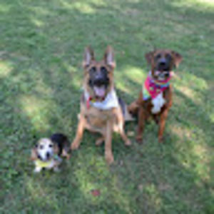 Meet your Posher, Dogsfordays